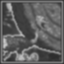 Temple Runner Icon