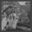 Diddy's Daring Dive Icon