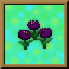 Black Blossoms and their Secret Icon