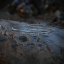 Remember the Fallen Icon