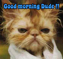 Good Morning Dude