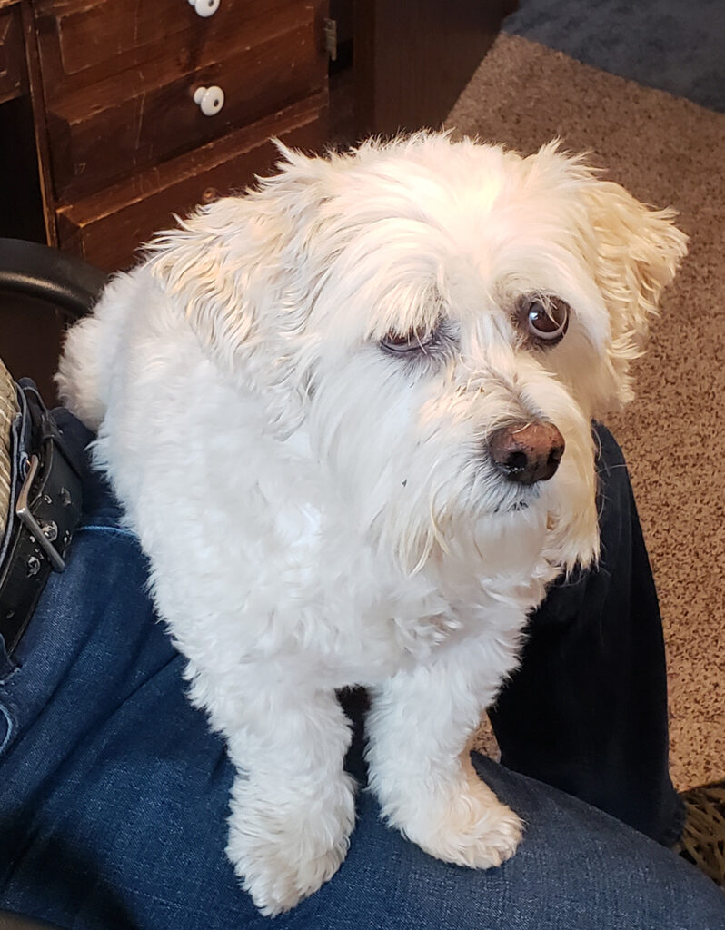Snoopy on my dad's lap