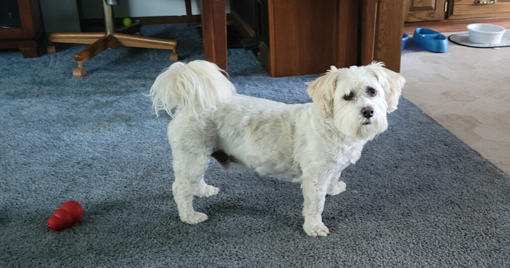 Snoopy Looking At Me