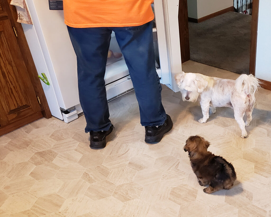 Snoopy and Shiloh waiting for food